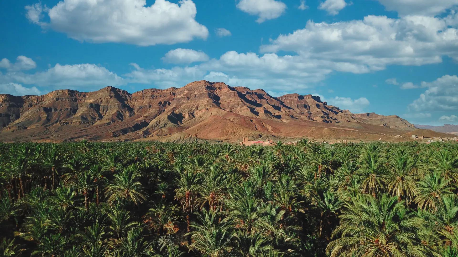 Vue aérienne de la palmeraie de M'Hamid El Ghizlane, dernière oasis avant le Sahara